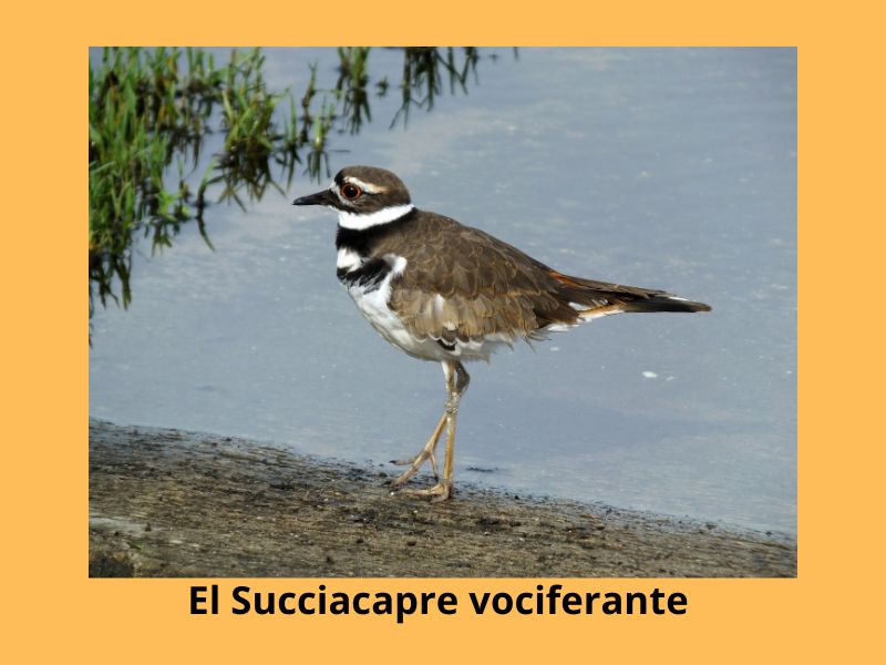 El Succiacapre vociferante.También es conocido como el chotacabras vociferante o el chotacabras gritón.