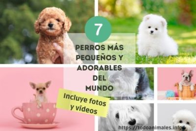 los 7 perros más pequeños del mundo