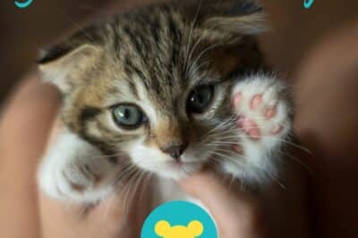 Nombres de Disney para gatitos - Nombres de gatito de Disney