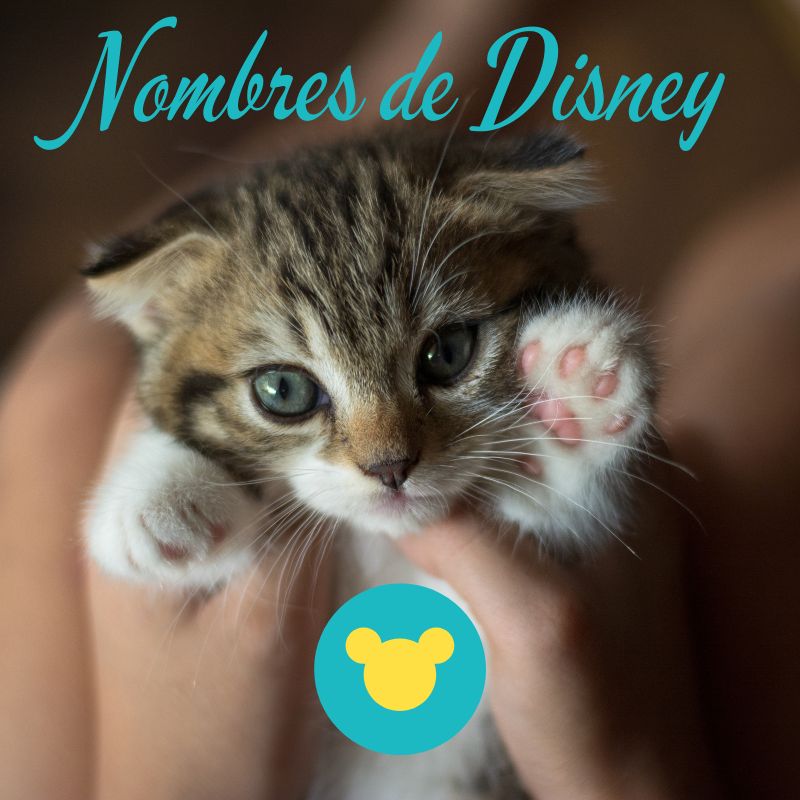 Nombres de Disney para gatitos - Nombres de gatito de Disney