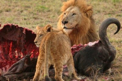 leones comiendo presa