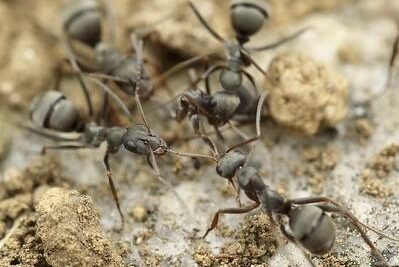 hormigas