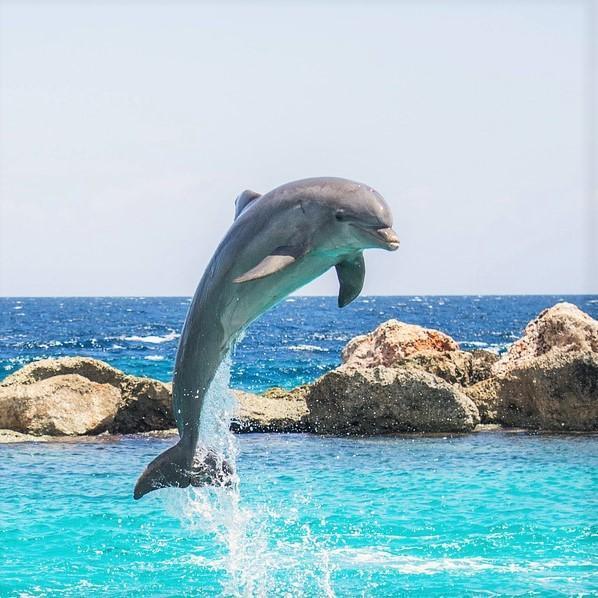 delfín saltando