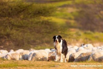 perros pastores las 10 mejores razas o especies