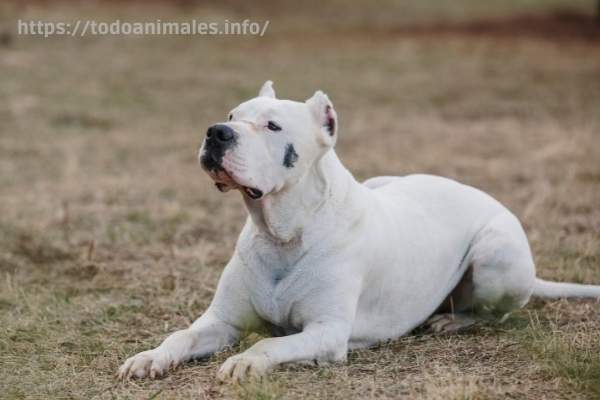 Dogo Argentino, considerado en varias listas de PPP de los perros más agresivos y peligrosos del planeta.