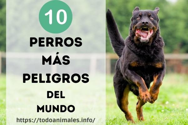Los 10 perros más peligrosos del mundo