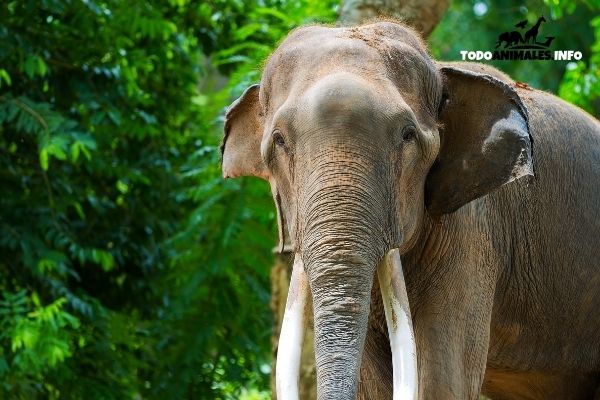 cuánto pesa un elefante asiático 