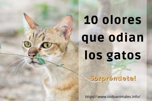 10 olores que odian los gatos ¡Sorpréndete!