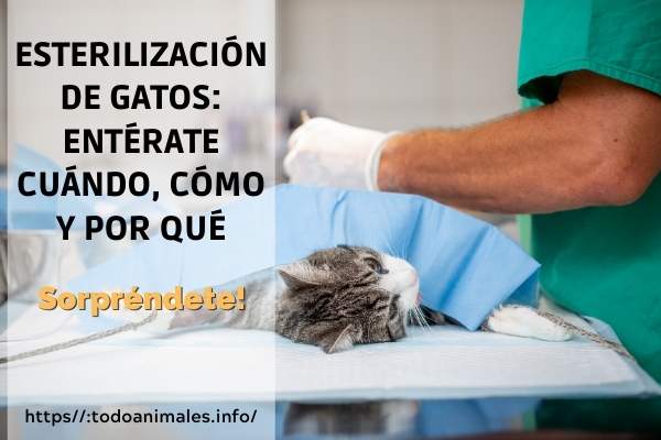 Esterilización de gatos: entérate cuándo, cómo y por qué