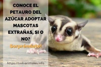 Conoce al petauro del azúcar Adoptar mascotas extrañas, si o no?