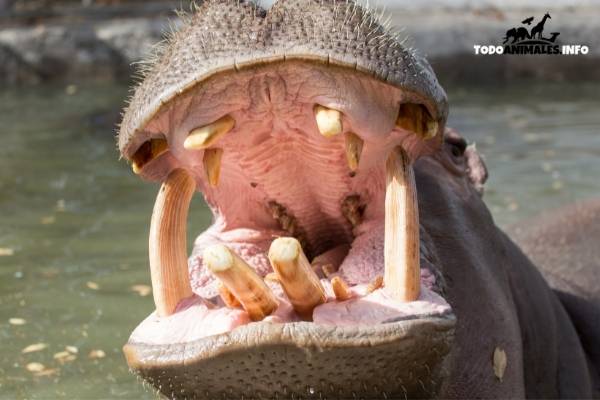 dentadura hipopótamo