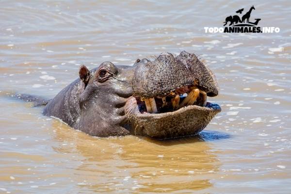 hipopotamos dientes