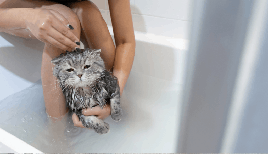 Una persona que sostiene un gato en la bañera para lavar a un gato.