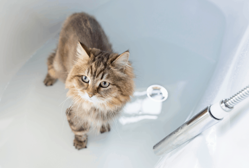 Gato parado en una bañera con agua