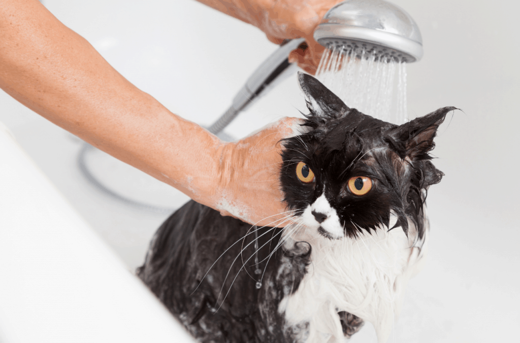 Gato bañándose en la bañera y la alcachofa de la ducha