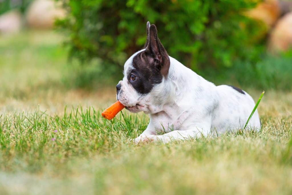 Un perro con una zanahoria en la boca tirado en un campo de hierba