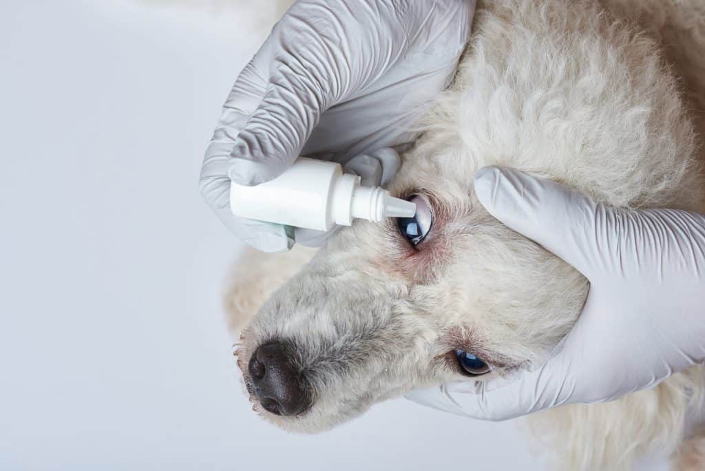 Perro blanco recibiendo tratamiento con gotas para los ojos