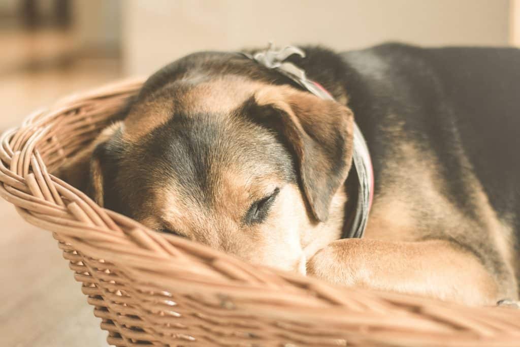 Un perro marrón con manchas negras de piel durmiendo en una canasta