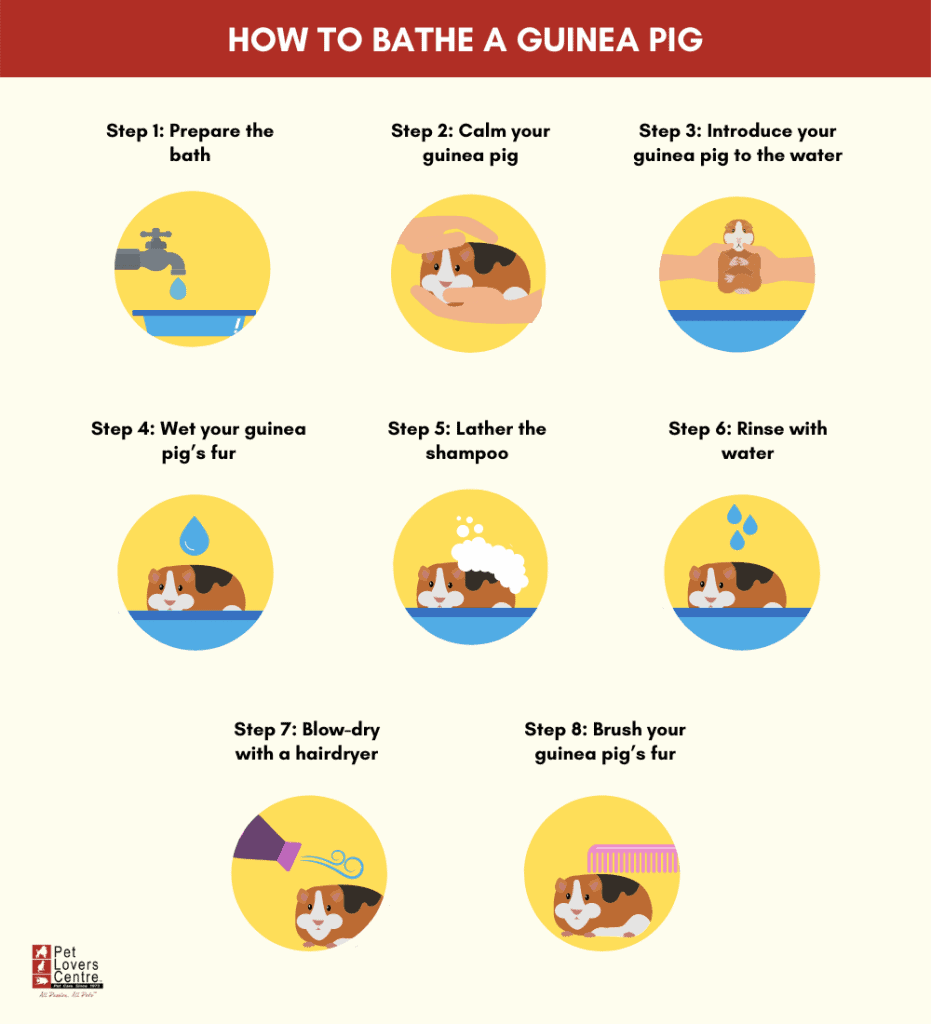 Infografía sobre cómo lavar un conejillo de Indias