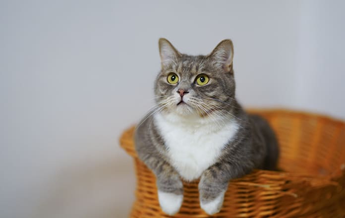 Un gato gris tirado dentro de una cesta.
