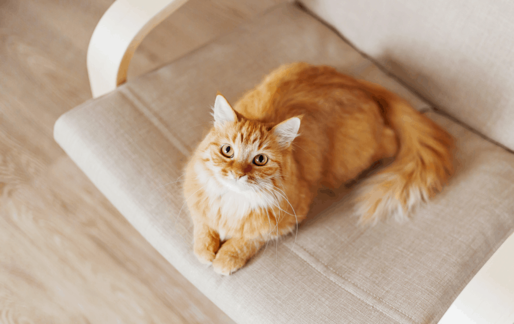 Un gato amarillo tirado en el sofá.