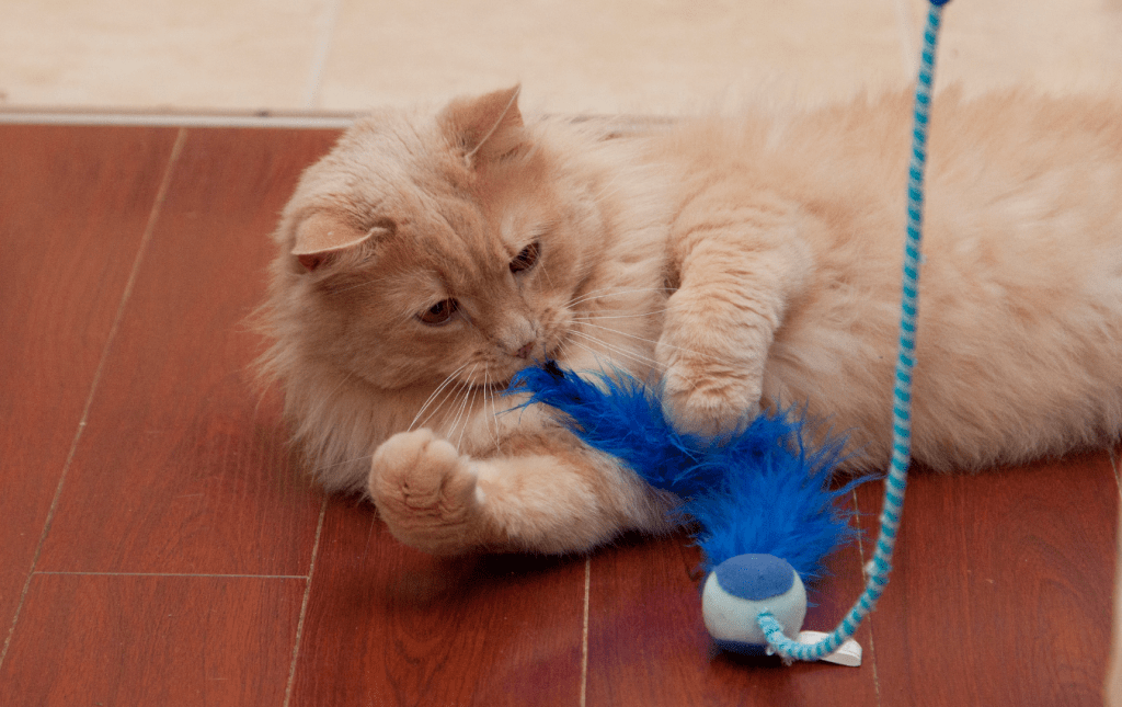 Gato jugando con un juguete interactivo