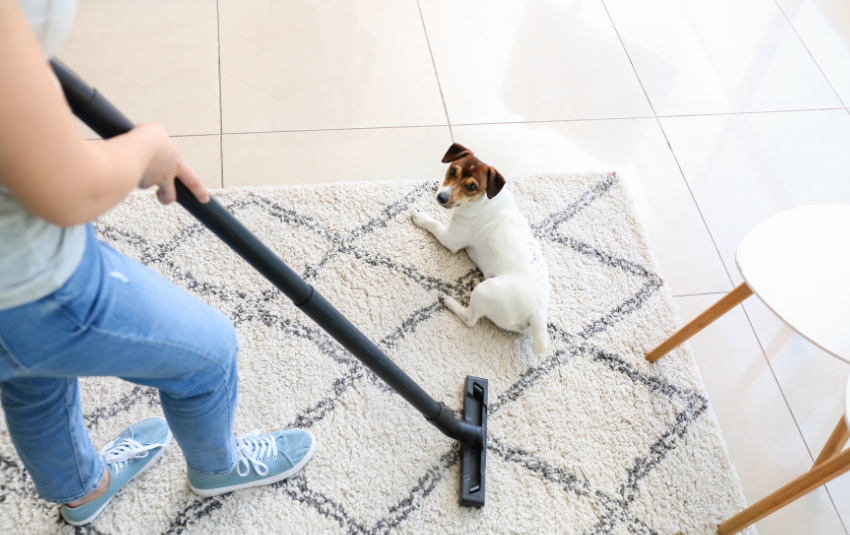 aspirar la alfombra con un perro sentado encima