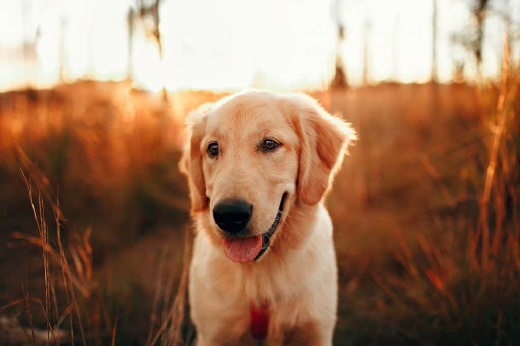 Un perro Golden Retriever disfrutando del aire libre