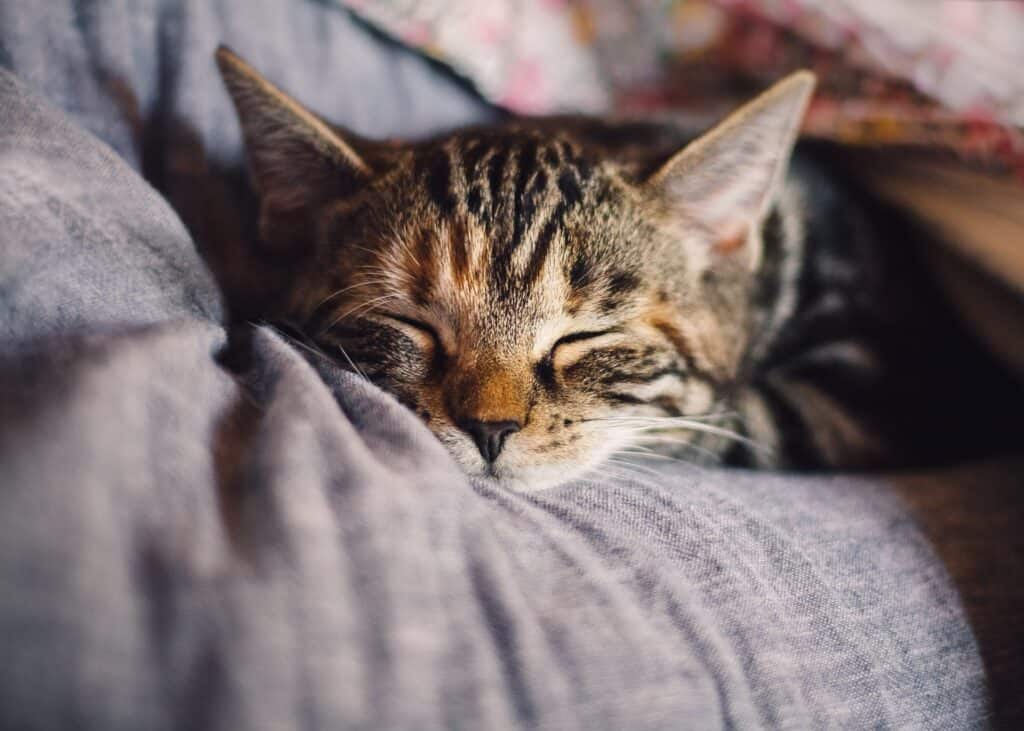 gato durmiendo en una almohada