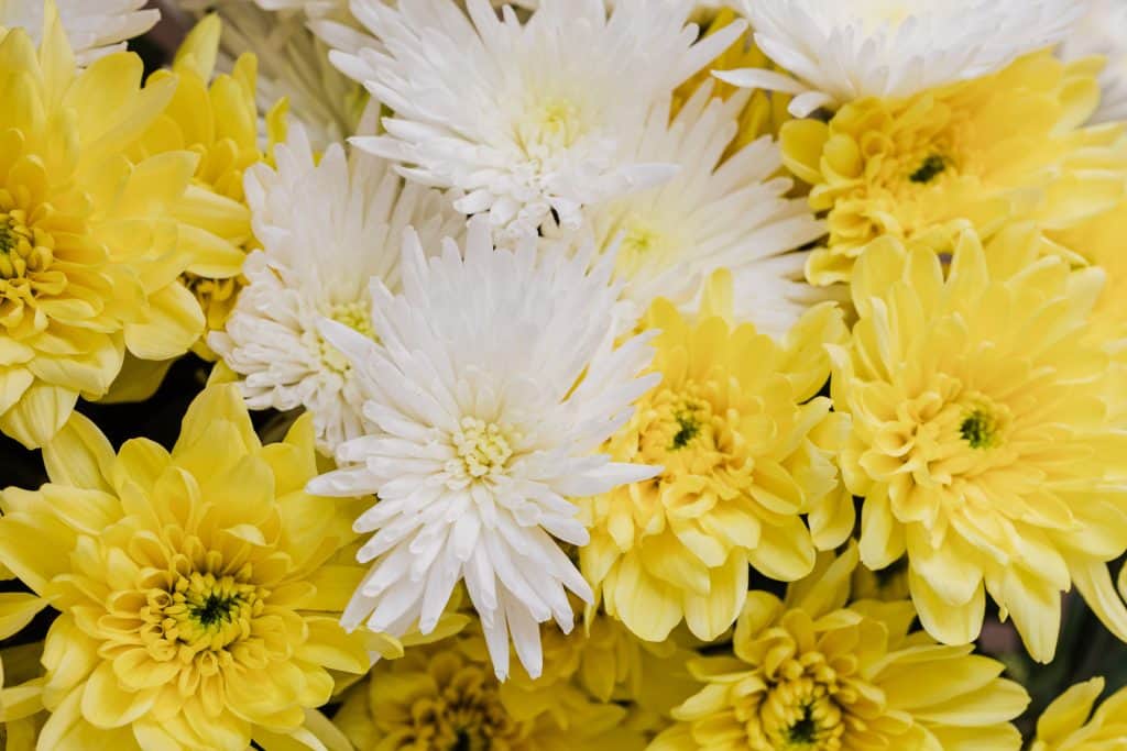 Flores de crisantemo amarillo y blanco
