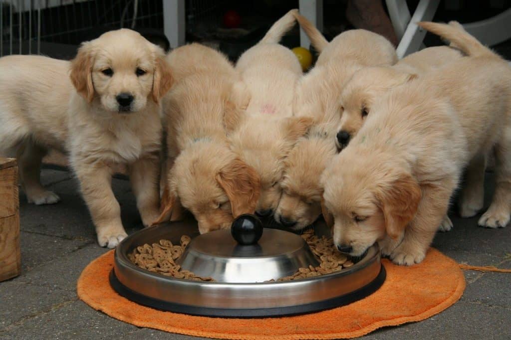 Cachorros comiendo de un plato de comida