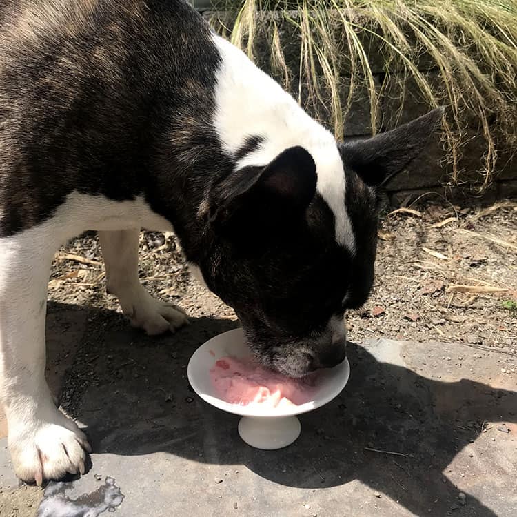 perro comiendo helado de sandia