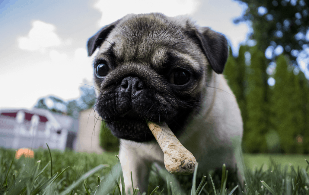 Un cachorro en la hierba con un hueso en la boca.
