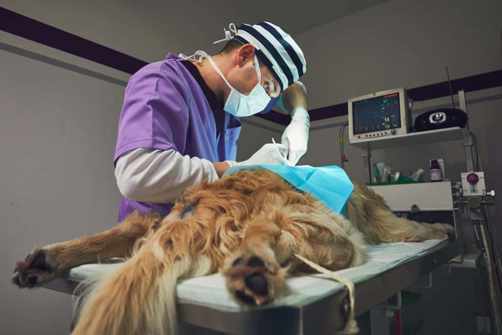Un médico de púrpura realizando una cirugía en un perro.