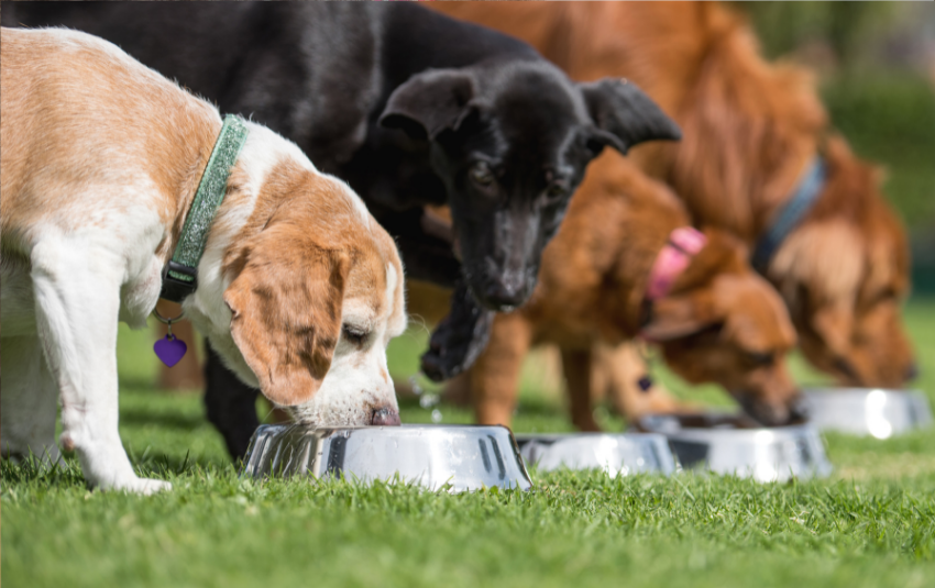 Un grupo de perros comiendo comida de un plato para perros.