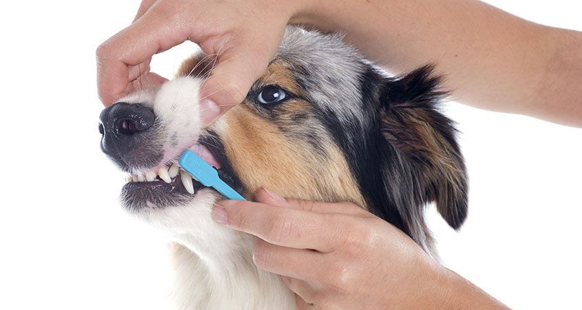 Cepillar los dientes del perro