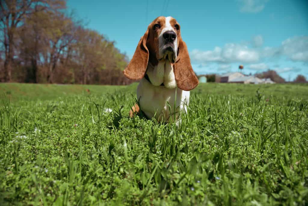 Basset Hound en un campo de hierba mirando al frente