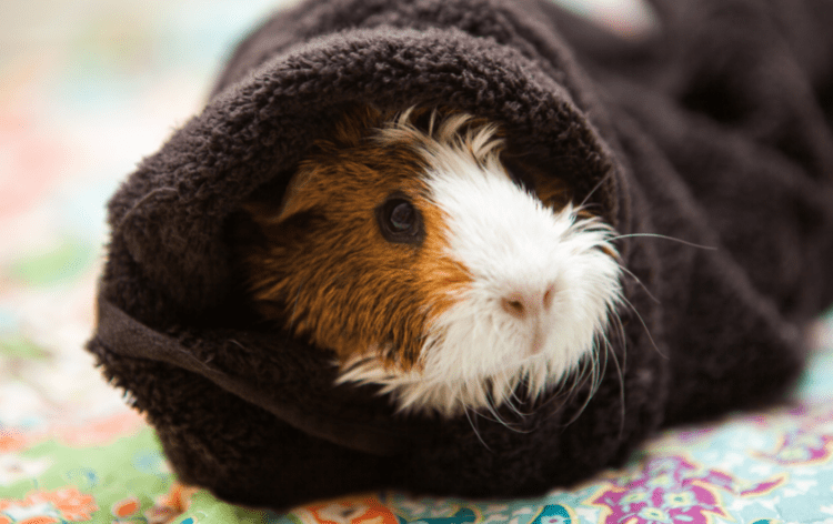 Conejillo de Indias envuelto en una toalla