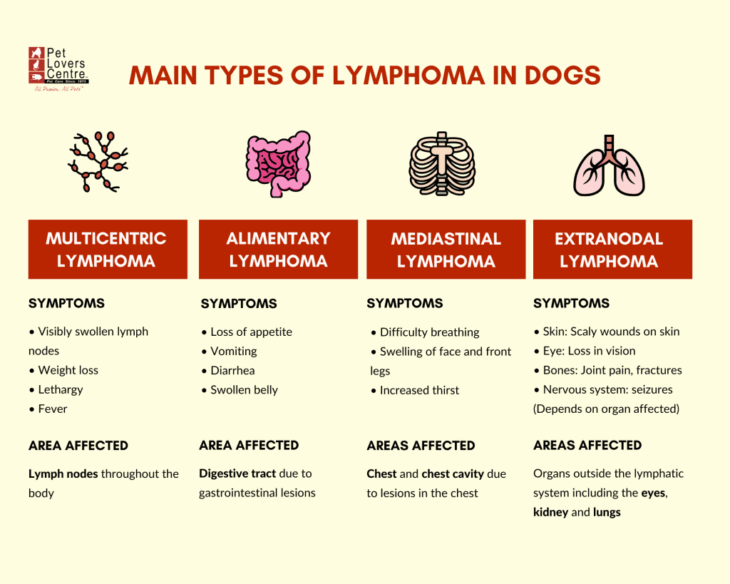 Infografía: Principales tipos de linfoma en perros