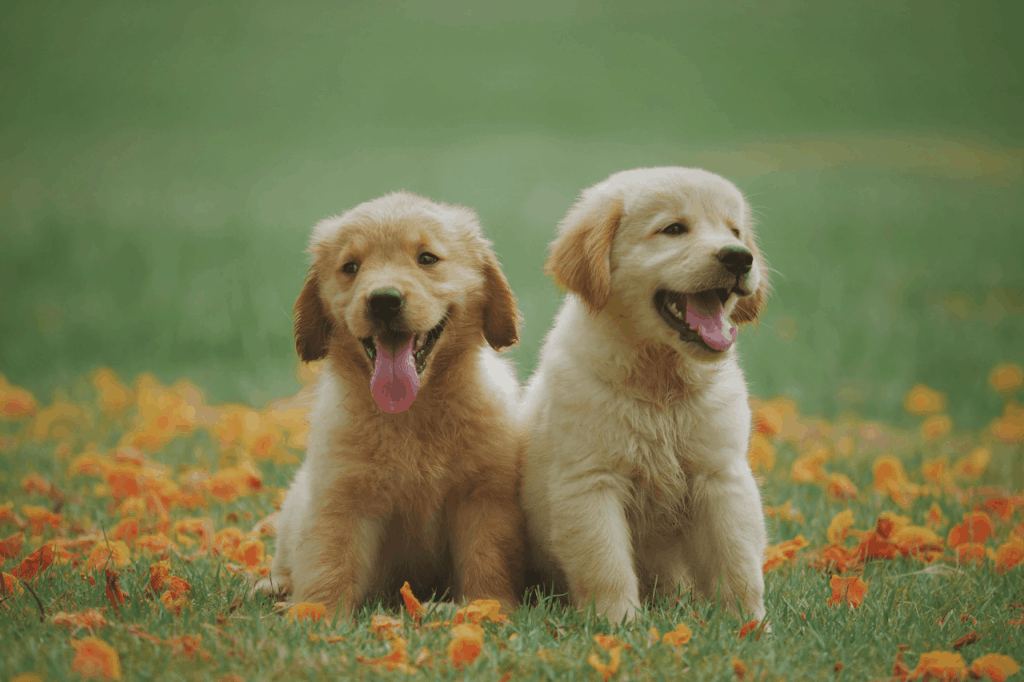 Dos cachorros de golden retriever con la lengua afuera en un campo de flores
