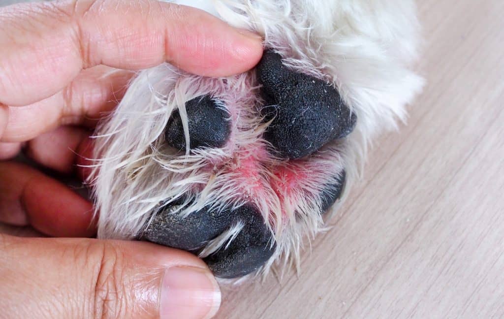 La pata de un perro con manchas rojas.