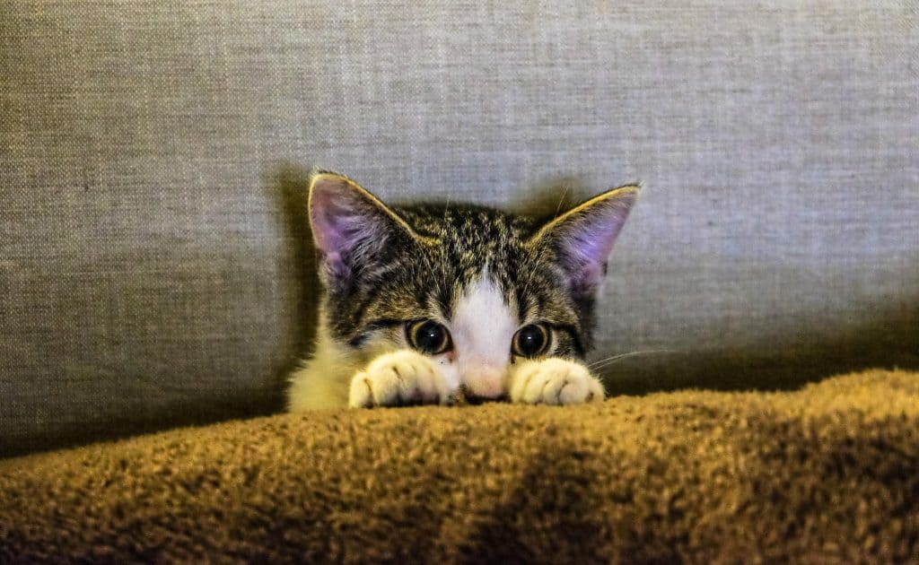 Gato escondido detrás de un cojín