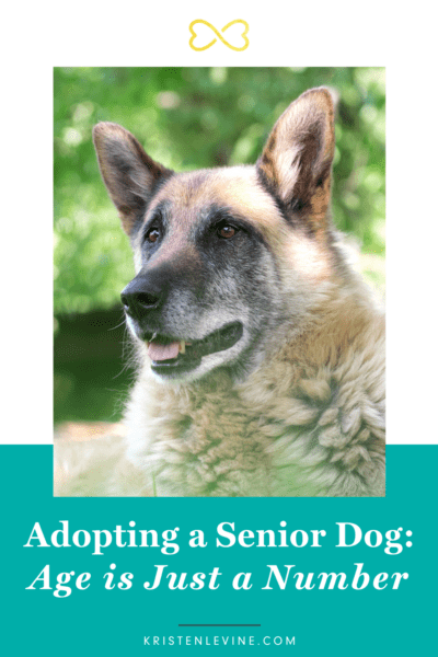 adoptar un perro mayor: la edad es solo un número
