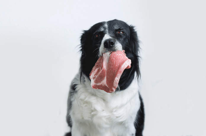 un perro con un trozo de carne cruda en la boca