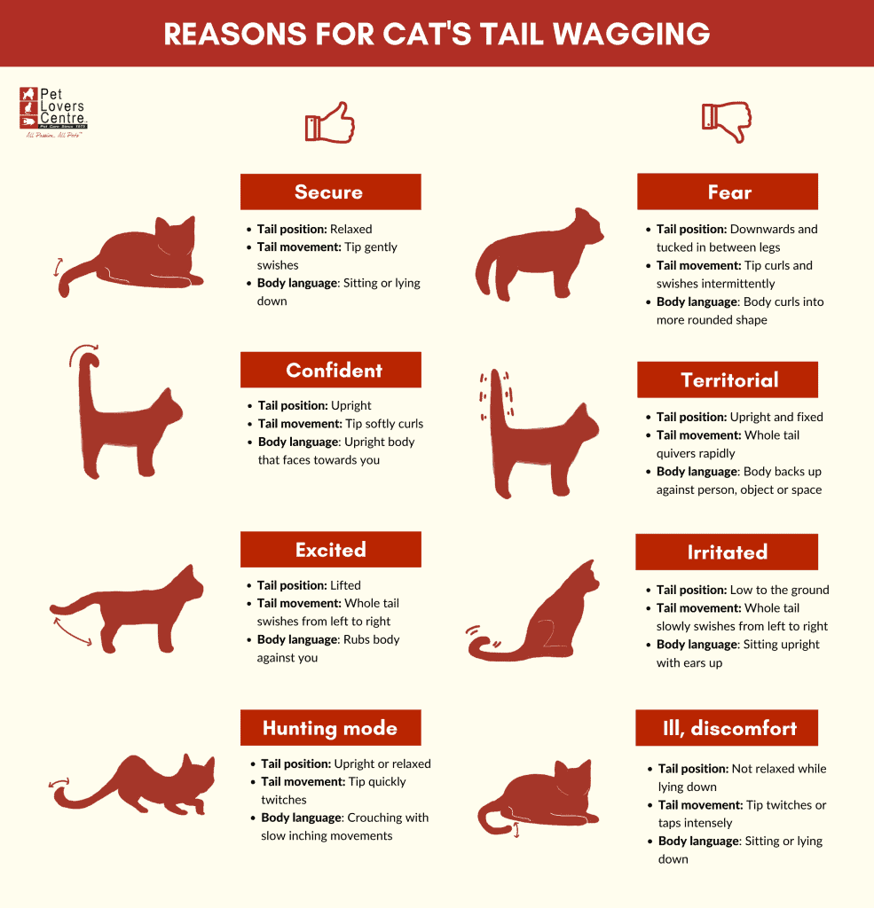 Infografía de por qué las colas de los gatos