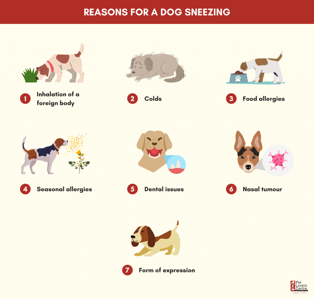 Causas de los estornudos de perros