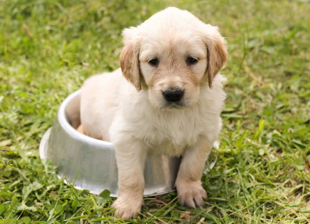 Cachorro sentado dentro de un cuenco de agua colocado sobre la hierba