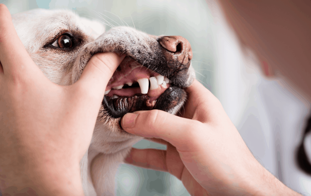 Una persona revisando los dientes y las encías de un perro.