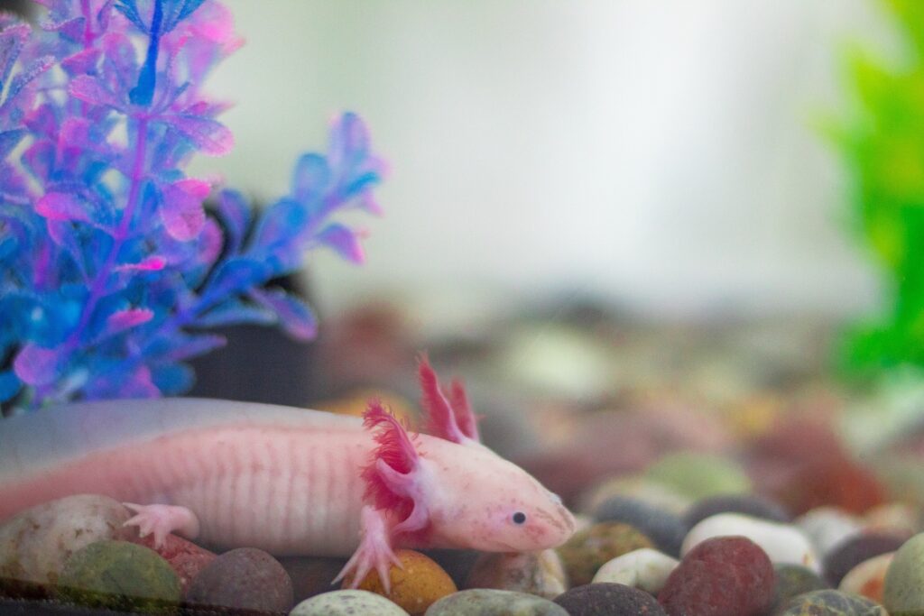 axolotl mascota