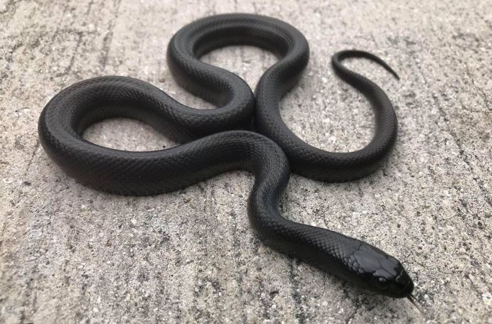 serpiente real negra mexicana